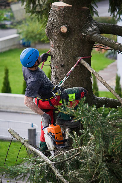 How Our Tree Care Process Works  in Lake Riverside, CA